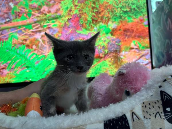 ¡¡Quedan 4 gatitas grises hembra adorables! (Auburn)63853558886915120