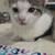Kittens 2 thumbnail