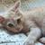 Orange 6 months old tabby girl 7 thumbnail