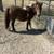 Male and female pony 2 thumbnail