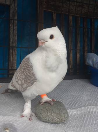 Palomas frill clásicas viejas (gratis a buen palomar) (Lafayette)63842374069249120