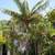 Teddy Bear palms //// DYPSIS leptocheilos --- 5/7/15 gallon 1 thumbnail