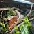Ambilobe panther chameleon 3 thumbnail