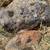 Landscaping Rocks 2 thumbnail