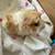 Super cute baby Abyssinian guinea pig! - $45 (Arcadia, CA) 3 thumbnail
