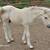2025 Norwegian Fjord Colts 2 thumbnail