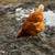laying hens 4 thumbnail