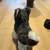 Husky Puppy - American Girl 5 thumbnail