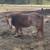 Bred mini mare- Christmas pony 6 thumbnail