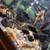 Bristlenose plecos 1 thumbnail