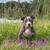 Biggie - American bully puppy rehoming 2 thumbnail