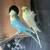 Parakeet/Budgies/ Hagoromo pair for sale 1 thumbnail