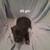 Adorable puppies 9 thumbnail