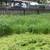 Weed eater service high grass/weeds cut it down 1 thumbnail