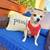 SUPER ⭐️ DOG BOARDING SERVING  NJ PA & NYC BOOK FOR FALL /WINTER!🐶🍁 22 thumbnail