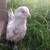 Splash Ameraucana chicks 1 thumbnail