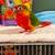 Conure 5 thumbnail