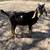 nigerian buck male goat 1 thumbnail