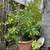 various trees and plants for sale 12 thumbnail