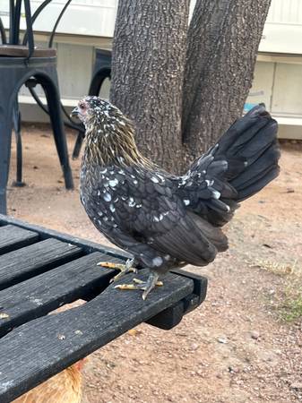 Serama laying hen duo 1