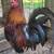 Game chickens 3 thumbnail