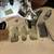 1999 Solid White American Fat Stratocaster in Near Mint condition 15 thumbnail