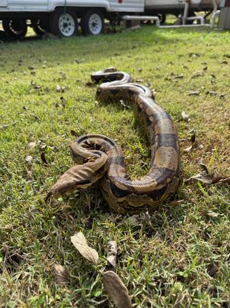 Boa Constrictor Rehoming 1