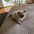 Himalayan kittens 3 thumbnail