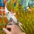 Handfed Cockatiel 2 thumbnail