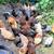 Rehoming Laying Hens Chickens 1 thumbnail