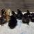 Color-layer chicks 1 thumbnail
