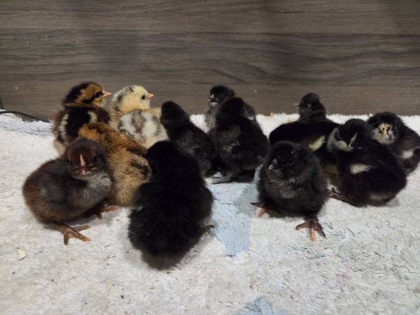 Color-layer chicks 1