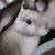 Bunnies/ Conejos 2 thumbnail