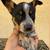 Austrian Cattle dog puppies 4 thumbnail