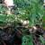 Swiss Cheese Plant-Monstera 1 thumbnail