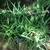 Free Small Young Aloe Vera Plants 2 thumbnail