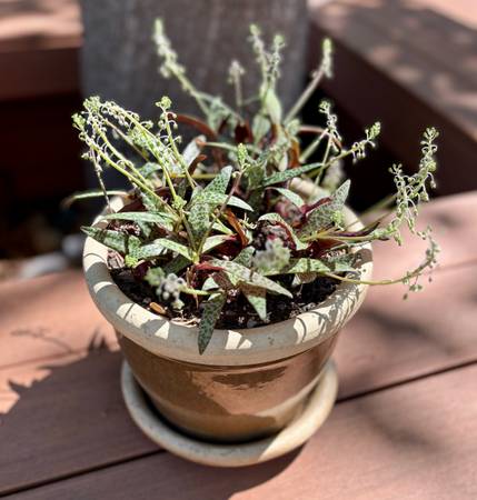 Silver Quill Plant 1