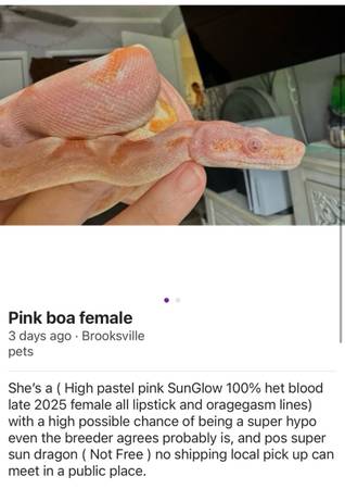 BCI Boa Morph 1