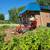 Cheap & Affordable Stump Grinding Easy & Quick 4 thumbnail