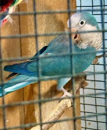 Breeding Quaker Pairs for Sale - $400 Per Pair (College Station)63866871632513120