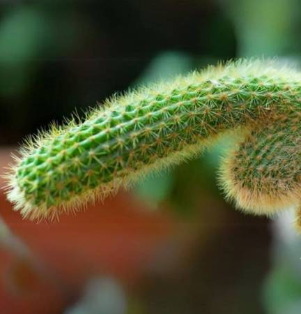 Professional Male Massage Therapist M.4.M. in-outcall 1