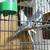 COCKATIEL PARROT BREEDING PAIR FOR REHOMING 3 thumbnail
