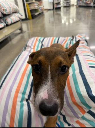 Rehoming Dog (Sacramento)63848981400195123