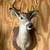 8 Point Deer Head 5 thumbnail