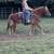 Gentle Beginner Gelding 6 thumbnail