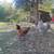 Laying hens 3 thumbnail