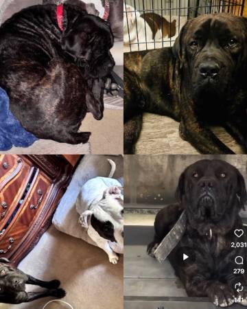 Two year-old cane Corso needs a forever home 1