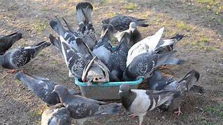PIGEONS WANTED 1