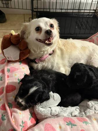 Reubicación de cachorro adorable63866763888257122
