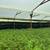 Colombian Cannabis Cultivation 5 thumbnail